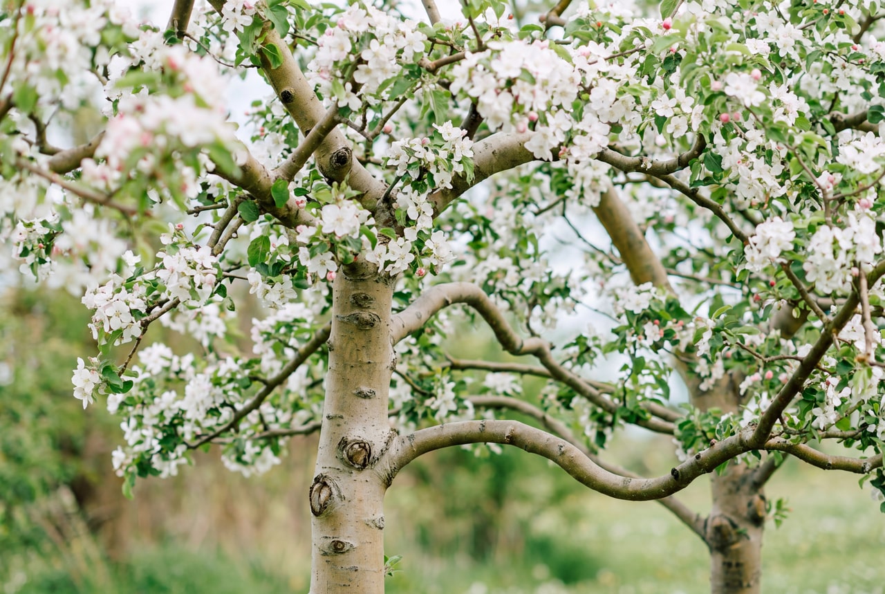 Blossoming orchard branches and a pale, low-forking tree trunk at Kurtz Orchards.