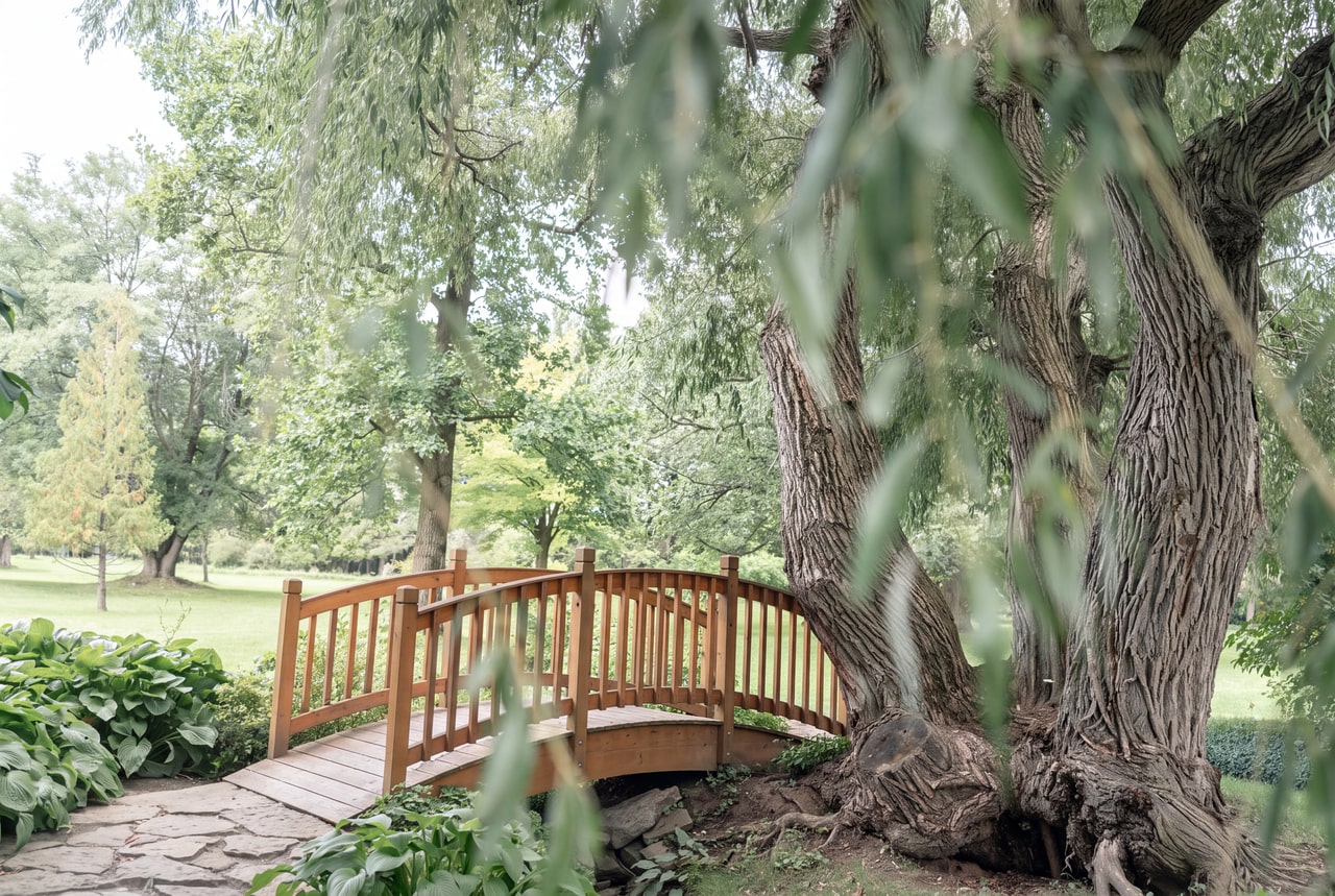 Wooden footbridge beside a broad, hollow willow trunk and hosta beds at Willow Pond.